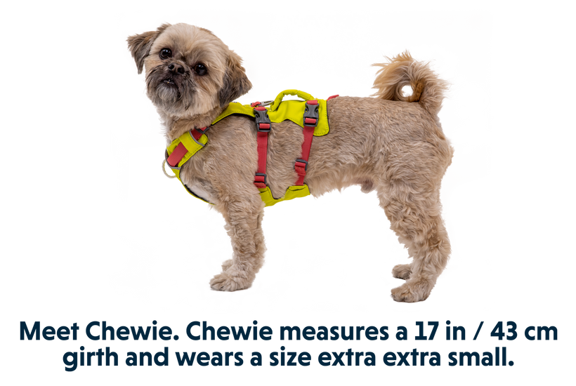 Dachshund harness top with handle
