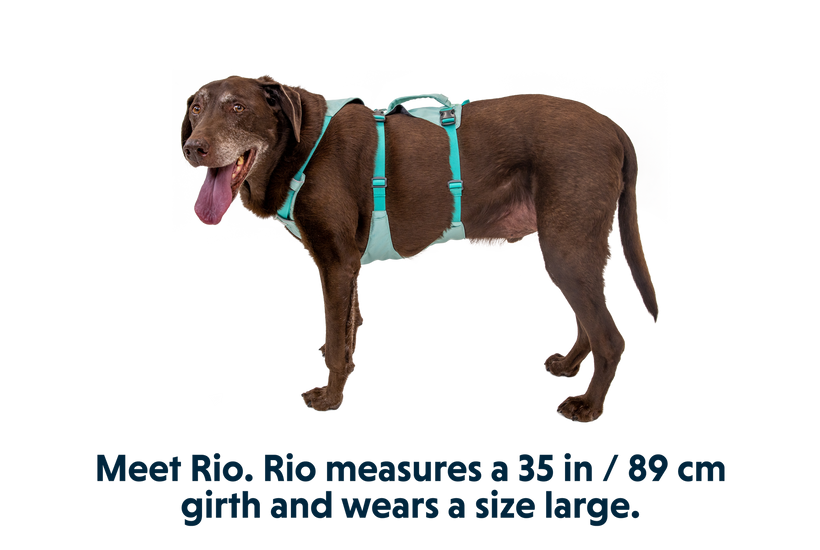 Dog Collars, Harnesses & Leashes