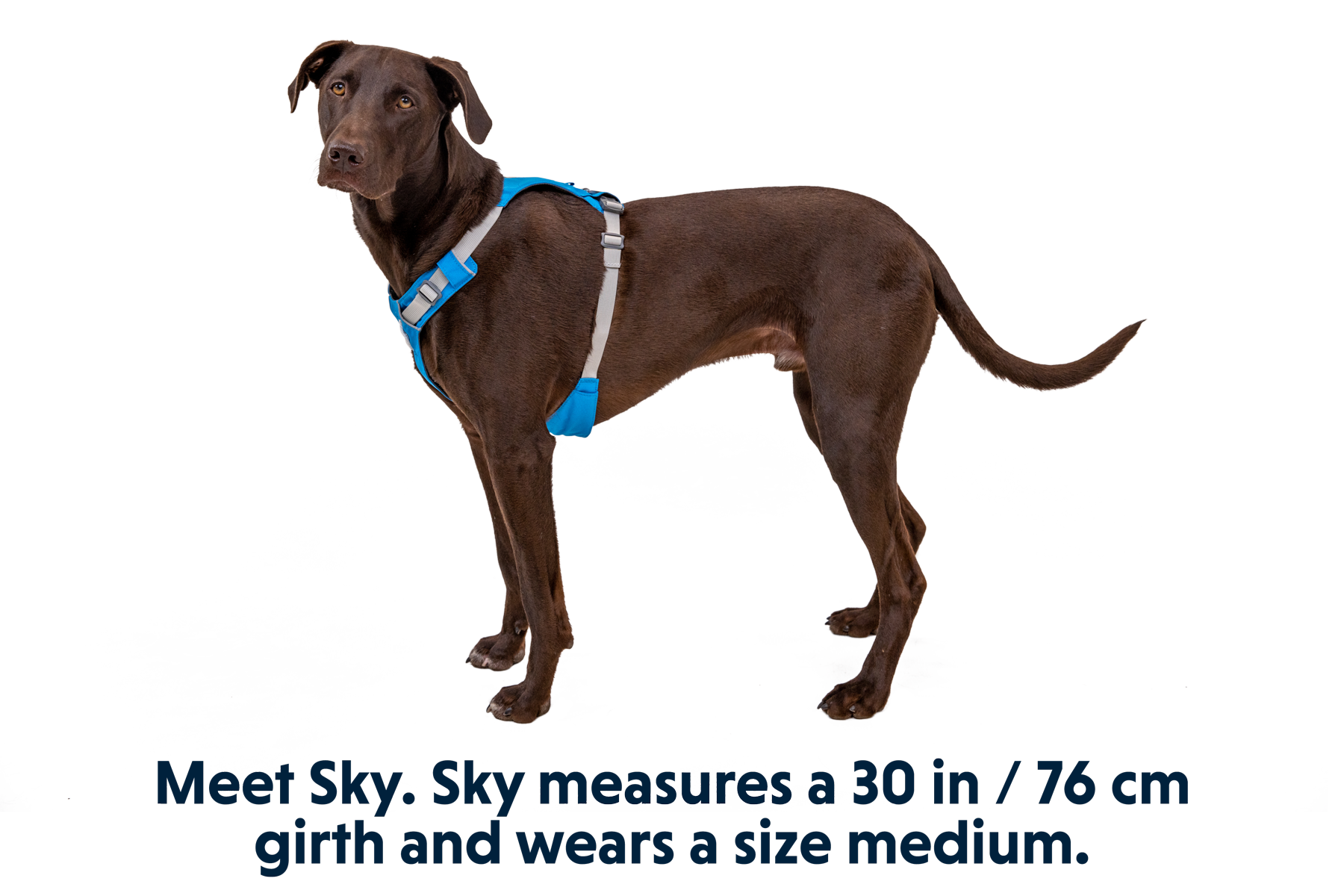 Hi Light Lightweight Dog Harness Ruffwear