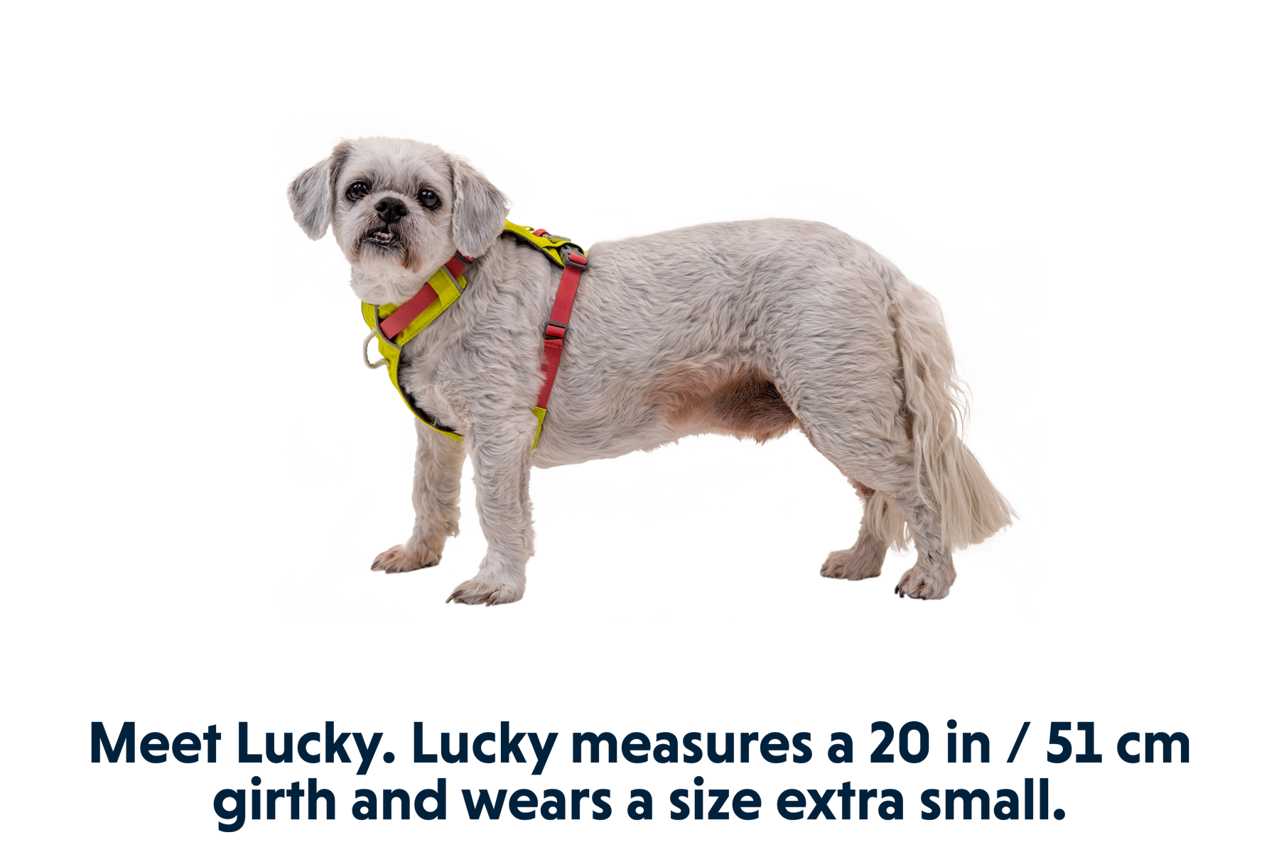 Hi & Light™ Lightweight Dog Harness | Ruffwear