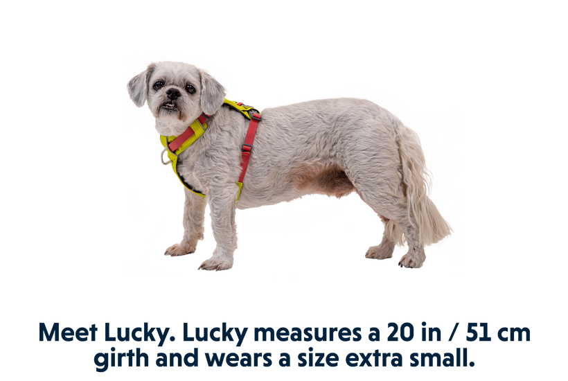 Dog Harnesses & Vests - Shop by Size, Brand, & More