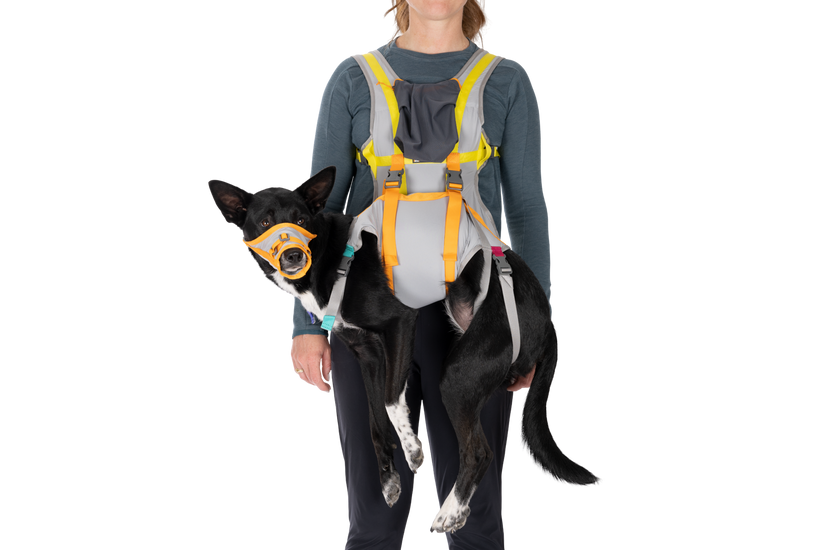 Harness to carry dog on back best sale