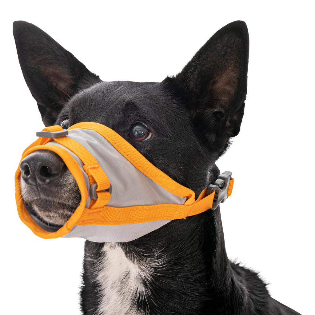 BackTrak™ Dog Sling Carrier Evacuation Kit | Ruffwear