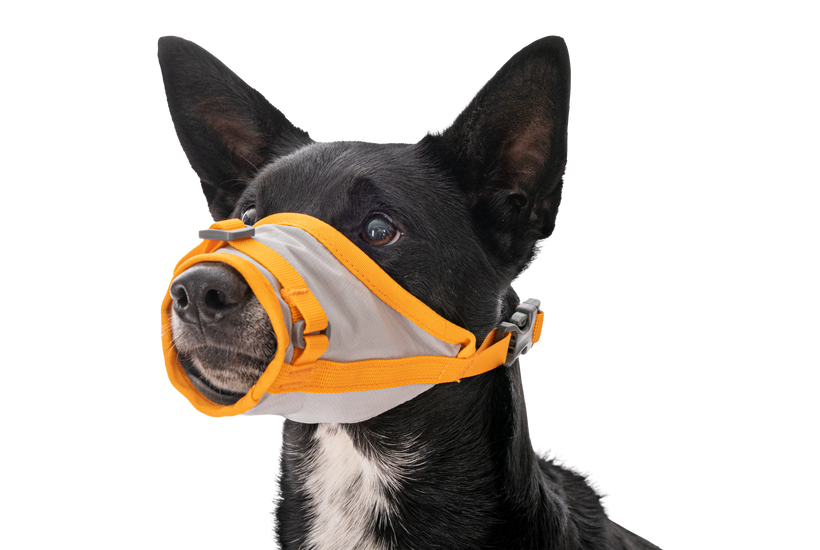 Dog muzzle big shop w